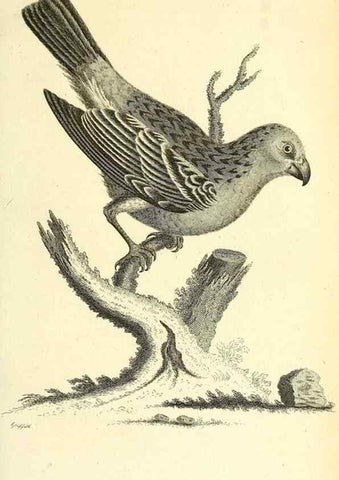 Reproducción/Reproduction 49830782056: General zoology, or Systematic natural history. London,Printed for G. Kearsley,1800-1826.. 
