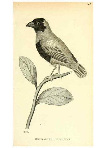 Reproducción/Reproduction 49831091822: General zoology, or Systematic natural history. London,Printed for G. Kearsley,1800-1826.. 