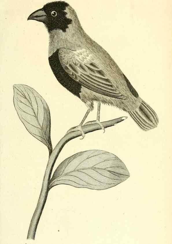 Reproducción/Reproduction 49831091822: General zoology, or Systematic natural history. London,Printed for G. Kearsley,1800-1826.. 