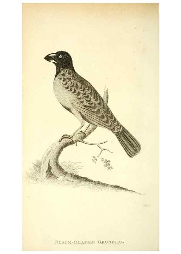 Reproducción/Reproduction 49831092322: General zoology, or Systematic natural history. London,Printed for G. Kearsley,1800-1826.. 