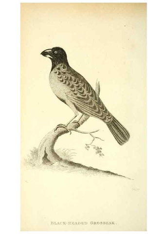 Reproducción/Reproduction 49831092322: General zoology, or Systematic natural history. London,Printed for G. Kearsley,1800-1826.. 