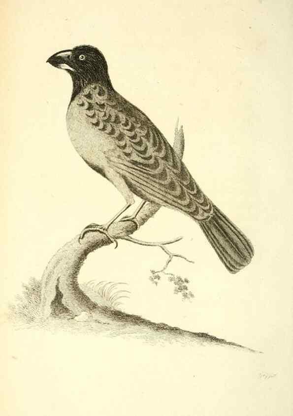 Reproducción/Reproduction 49831092322: General zoology, or Systematic natural history. London,Printed for G. Kearsley,1800-1826.. 