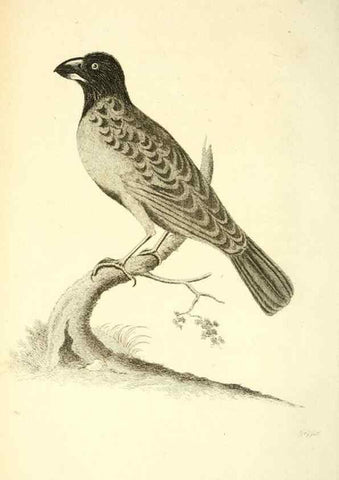 Reproducción/Reproduction 49831092322: General zoology, or Systematic natural history. London,Printed for G. Kearsley,1800-1826.. 