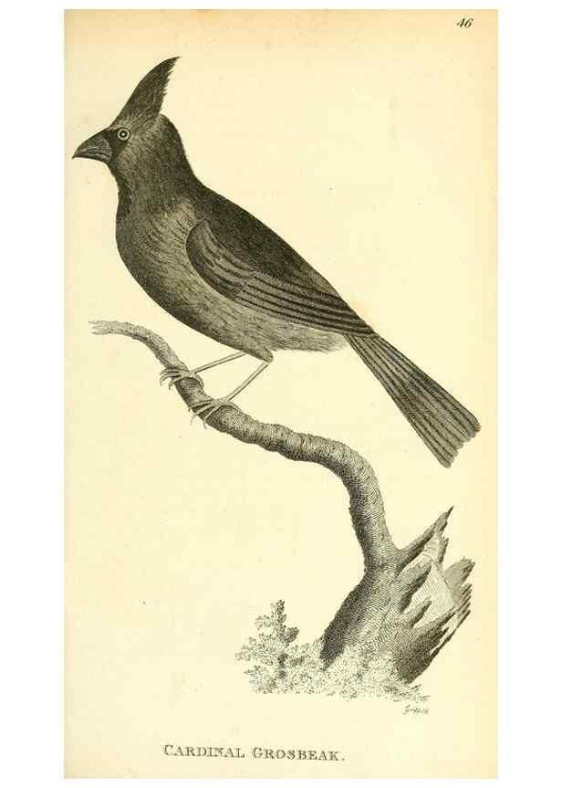 Reproducción/Reproduction 49831092817: General zoology, or Systematic natural history. London,Printed for G. Kearsley,1800-1826.. 