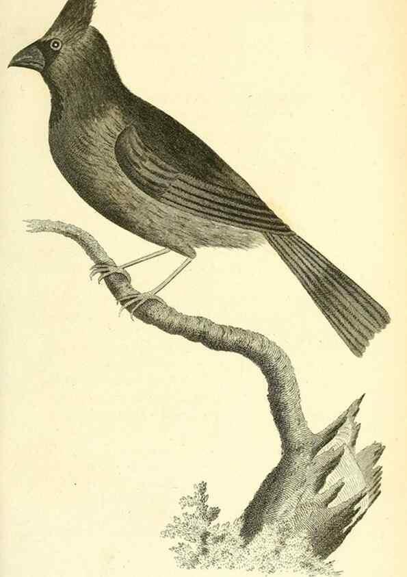 Reproducción/Reproduction 49831092817: General zoology, or Systematic natural history. London,Printed for G. Kearsley,1800-1826.. 