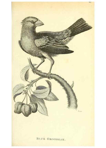 Reproducción/Reproduction 49830251468: General zoology, or Systematic natural history. London,Printed for G. Kearsley,1800-1826.. 