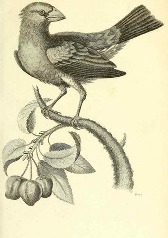 Reproducción/Reproduction 49830251468: General zoology, or Systematic natural history. London,Printed for G. Kearsley,1800-1826.. 