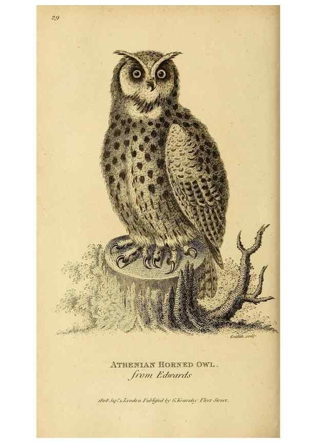 Reproducción/Reproduction 49831053877: General zoology, or Systematic natural history. London,Printed for G. Kearsley,1800-1826.. 