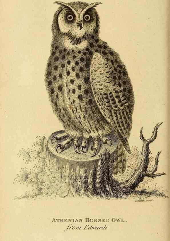 Reproducción/Reproduction 49831053877: General zoology, or Systematic natural history. London,Printed for G. Kearsley,1800-1826.. 