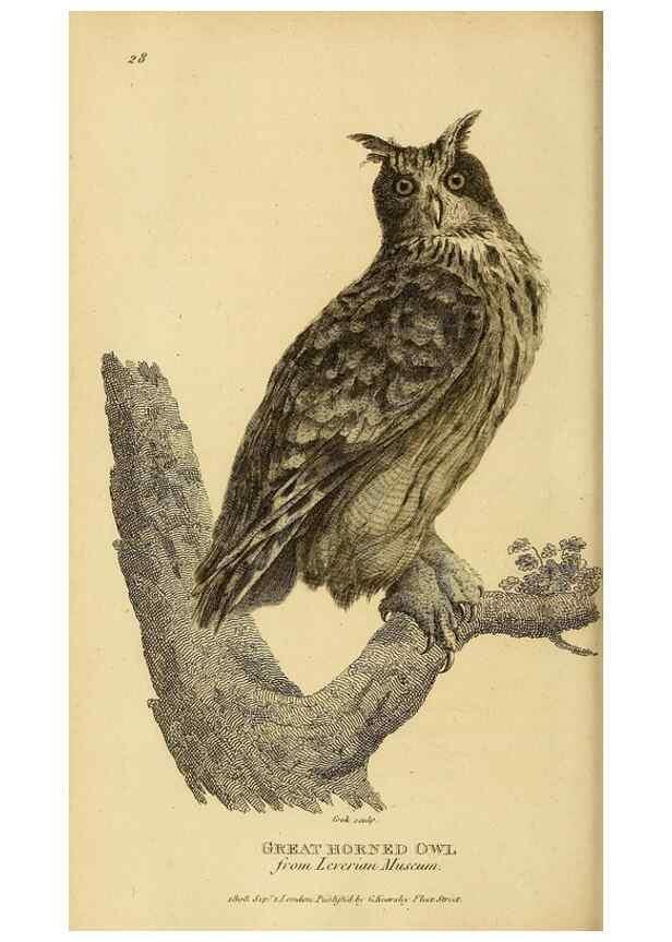 Reproducción/Reproduction 49830743136: General zoology, or Systematic natural history. London,Printed for G. Kearsley,1800-1826.. 