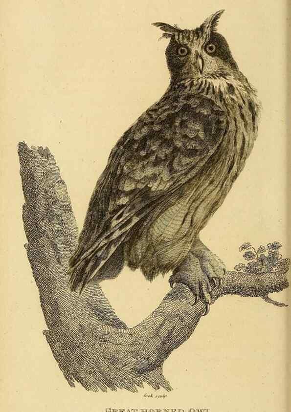 Reproducción/Reproduction 49830743136: General zoology, or Systematic natural history. London,Printed for G. Kearsley,1800-1826.. 