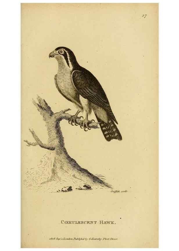 Reproducción/Reproduction 49831052667: General zoology, or Systematic natural history. London,Printed for G. Kearsley,1800-1826.. 