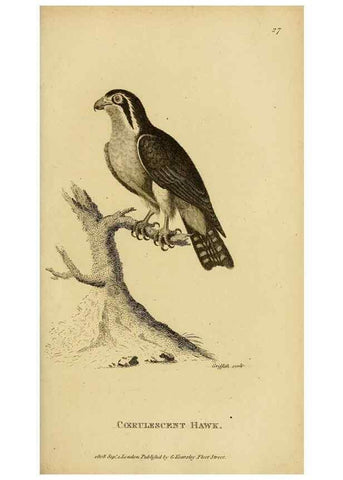 Reproducción/Reproduction 49831052667: General zoology, or Systematic natural history. London,Printed for G. Kearsley,1800-1826.. 