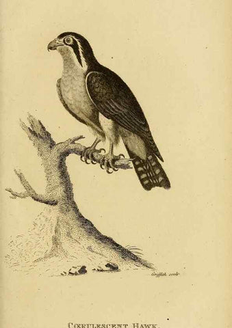 Reproducción/Reproduction 49831052667: General zoology, or Systematic natural history. London,Printed for G. Kearsley,1800-1826.. 