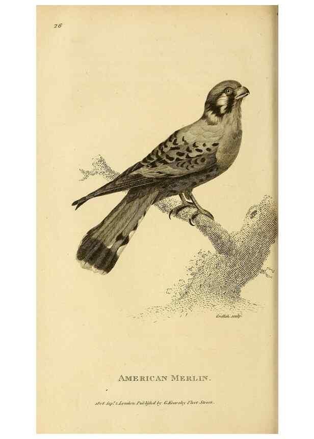 Reproducción/Reproduction 49830209893: General zoology, or Systematic natural history. London,Printed for G. Kearsley,1800-1826.. 