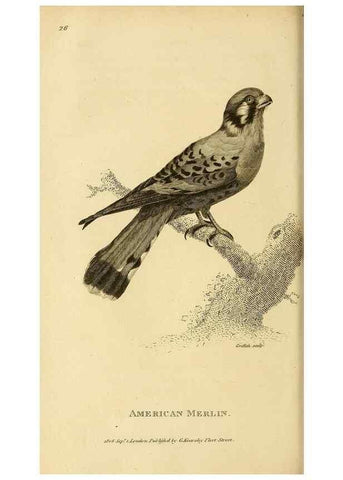 Reproducción/Reproduction 49830209893: General zoology, or Systematic natural history. London,Printed for G. Kearsley,1800-1826.. 