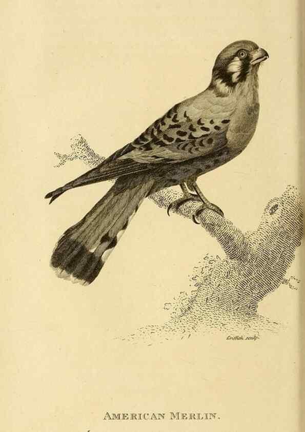 Reproducción/Reproduction 49830209893: General zoology, or Systematic natural history. London,Printed for G. Kearsley,1800-1826.. 