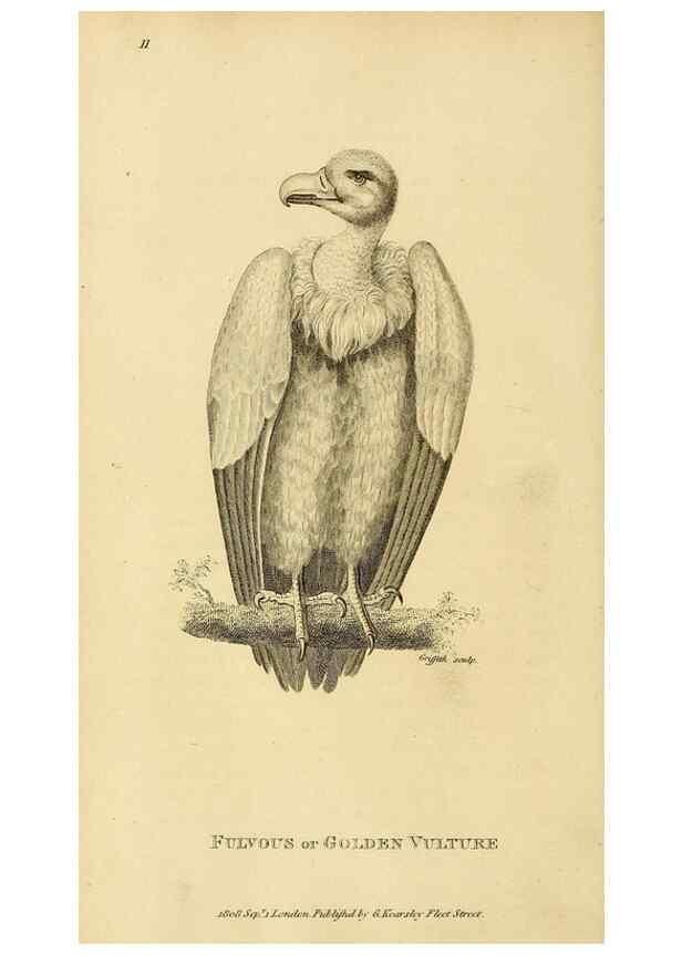 Reproducción/Reproduction 49830200263: General zoology, or Systematic natural history. London,Printed for G. Kearsley,1800-1826.. 