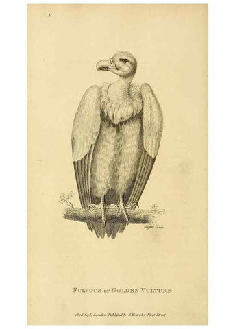 Reproducción/Reproduction 49830200263: General zoology, or Systematic natural history. London,Printed for G. Kearsley,1800-1826.. 
