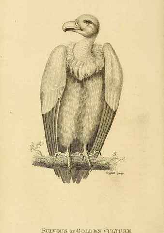 Reproducción/Reproduction 49830200263: General zoology, or Systematic natural history. London,Printed for G. Kearsley,1800-1826.. 