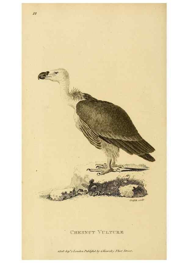 Reproducción/Reproduction 49830200663: General zoology, or Systematic natural history. London,Printed for G. Kearsley,1800-1826.. 