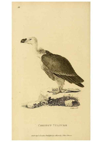 Reproducción/Reproduction 49830200663: General zoology, or Systematic natural history. London,Printed for G. Kearsley,1800-1826.. 