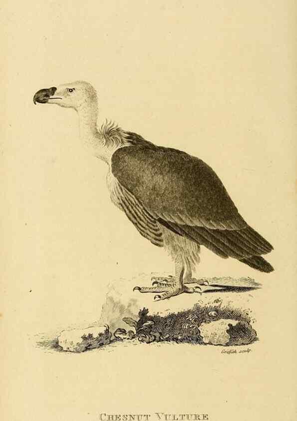 Reproducción/Reproduction 49830200663: General zoology, or Systematic natural history. London,Printed for G. Kearsley,1800-1826.. 