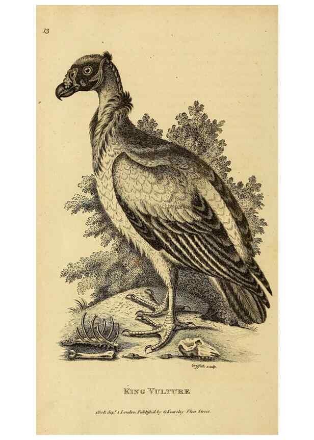 Reproducción/Reproduction 49830201228: General zoology, or Systematic natural history. London,Printed for G. Kearsley,1800-1826.. 