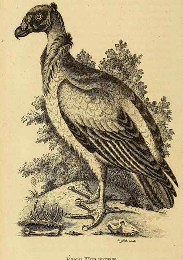 Reproducción/Reproduction 49830201228: General zoology, or Systematic natural history. London,Printed for G. Kearsley,1800-1826.. 
