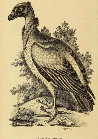 Reproducción/Reproduction 49830201228: General zoology, or Systematic natural history. London,Printed for G. Kearsley,1800-1826.. 