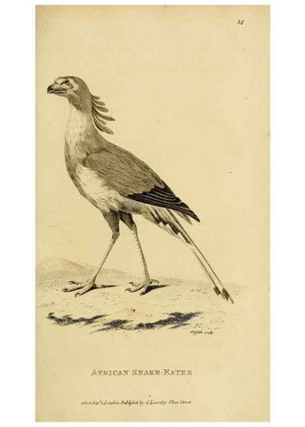 Reproducción/Reproduction 49830734006: General zoology, or Systematic natural history. London,Printed for G. Kearsley,1800-1826.. 
