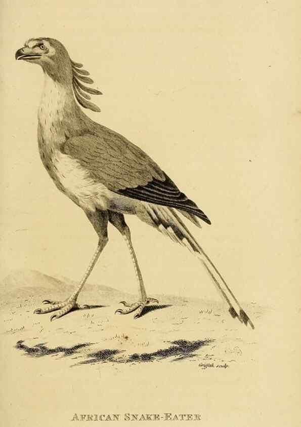 Reproducción/Reproduction 49830734006: General zoology, or Systematic natural history. London,Printed for G. Kearsley,1800-1826.. 