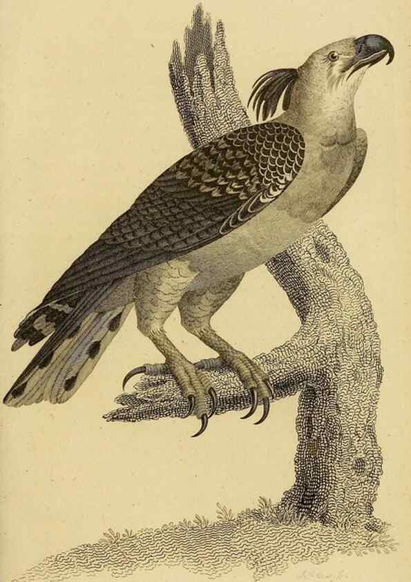 Reproducción/Reproduction 49830202228: General zoology, or Systematic natural history. London,Printed for G. Kearsley,1800-1826.. 