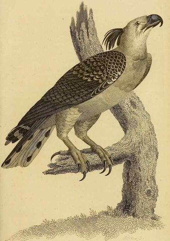 Reproducción/Reproduction 49830202228: General zoology, or Systematic natural history. London,Printed for G. Kearsley,1800-1826.. 