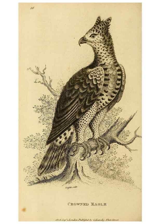 Reproducción/Reproduction 49830735151: General zoology, or Systematic natural history. London,Printed for G. Kearsley,1800-1826.. 