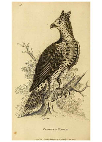 Reproducción/Reproduction 49830735151: General zoology, or Systematic natural history. London,Printed for G. Kearsley,1800-1826.. 