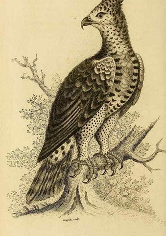 Reproducción/Reproduction 49830735151: General zoology, or Systematic natural history. London,Printed for G. Kearsley,1800-1826.. 