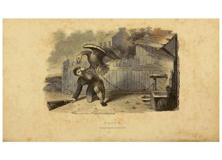 Reproducción/Reproduction 49831046487: General zoology, or Systematic natural history. London,Printed for G. Kearsley,1800-1826.. 