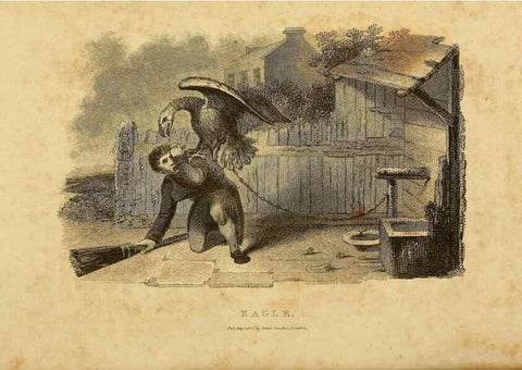 Reproducción/Reproduction 49831046487: General zoology, or Systematic natural history. London,Printed for G. Kearsley,1800-1826.. 