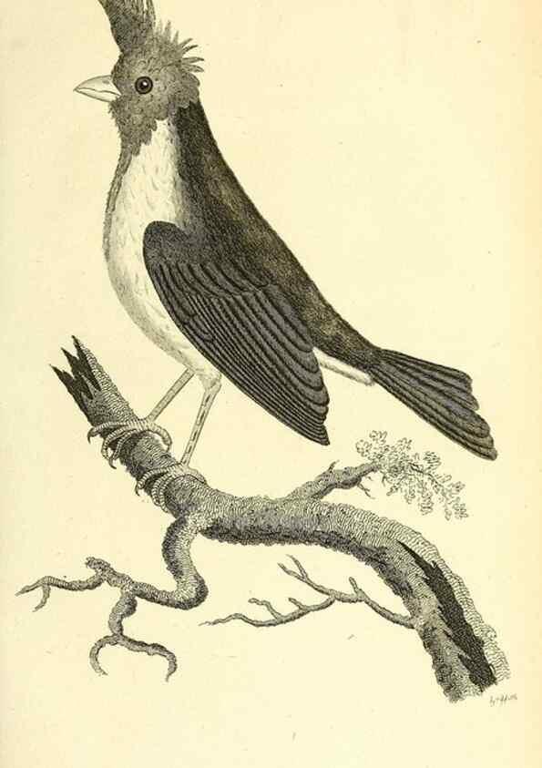 Reproducción/Reproduction 49830252068: General zoology, or Systematic natural history. London,Printed for G. Kearsley,1800-1826.. 