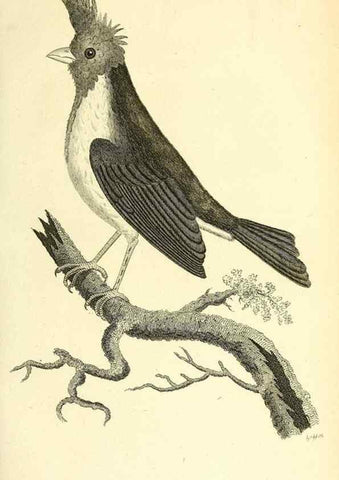 Reproducción/Reproduction 49830252068: General zoology, or Systematic natural history. London,Printed for G. Kearsley,1800-1826.. 