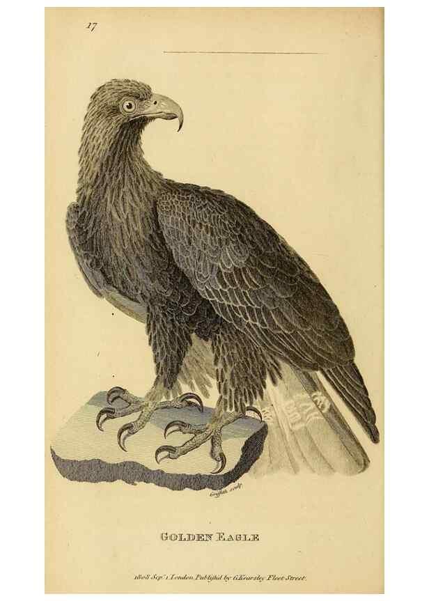 Reproducción/Reproduction 49830204338: General zoology, or Systematic natural history. London,Printed for G. Kearsley,1800-1826.. 