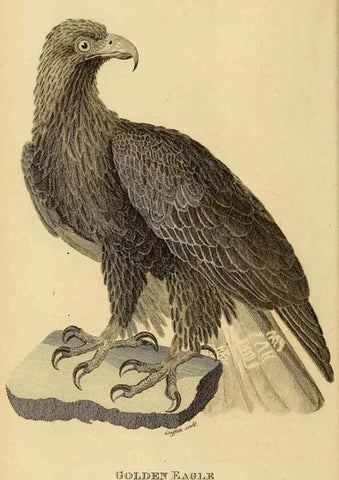 Reproducción/Reproduction 49830204338: General zoology, or Systematic natural history. London,Printed for G. Kearsley,1800-1826.. 