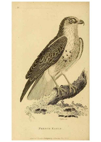 Reproducción/Reproduction 49831048122: General zoology, or Systematic natural history. London,Printed for G. Kearsley,1800-1826.. 