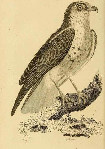 Reproducción/Reproduction 49831048122: General zoology, or Systematic natural history. London,Printed for G. Kearsley,1800-1826.. 
