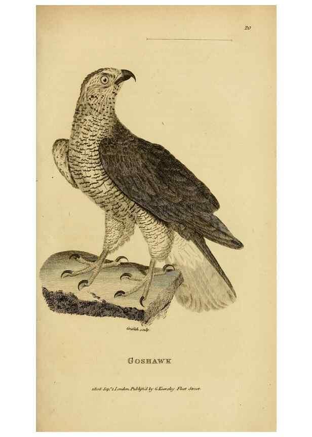Reproducción/Reproduction 49830738286: General zoology, or Systematic natural history. London,Printed for G. Kearsley,1800-1826.. 