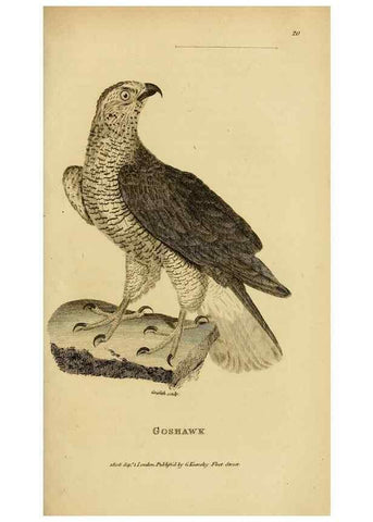 Reproducción/Reproduction 49830738286: General zoology, or Systematic natural history. London,Printed for G. Kearsley,1800-1826.. 