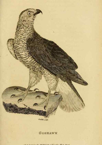 Reproducción/Reproduction 49830738286: General zoology, or Systematic natural history. London,Printed for G. Kearsley,1800-1826.. 