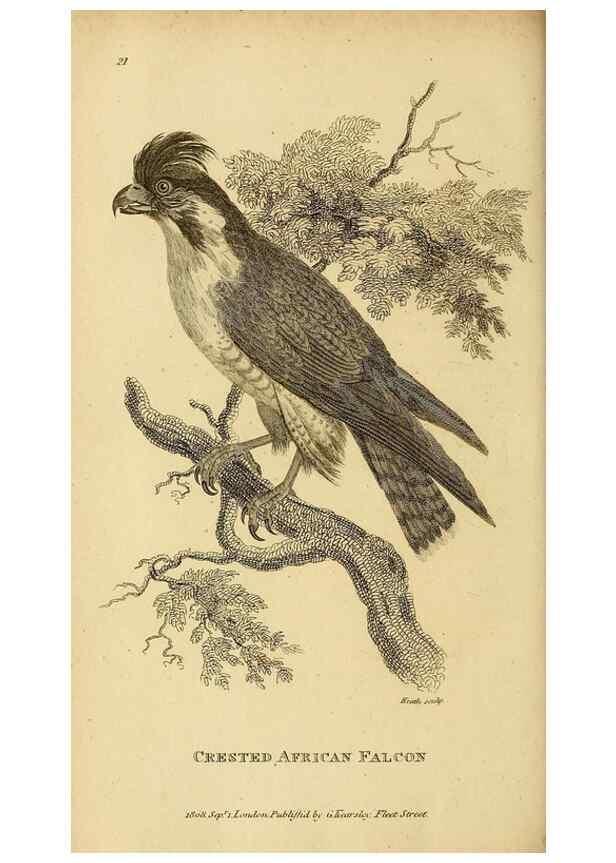 Reproducción/Reproduction 49830206868: General zoology, or Systematic natural history. London,Printed for G. Kearsley,1800-1826.. 