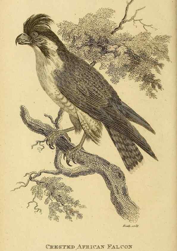 Reproducción/Reproduction 49830206868: General zoology, or Systematic natural history. London,Printed for G. Kearsley,1800-1826.. 